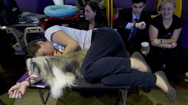 A Chinese Crested Powder Puff rests in the benching area. (AFP Photo)