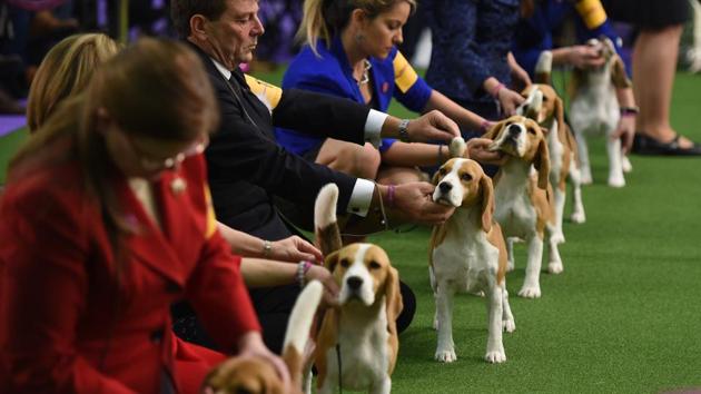 Beagles line up in the judging area during the first day of the competition at the Westminster Kennel Club in New York. Around 2,874 dogs entered in the show with a total entry of 2,908 in 200 different breeds or varieties, including 23 obedience entries. (AFP Photo)