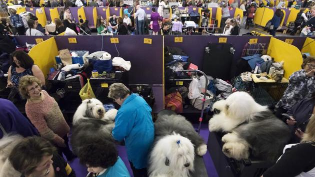 Old english sheepdogs being groomed at Pier 94 during the Westminster Kennel Club Dog Show in New York. (NYT Photo)