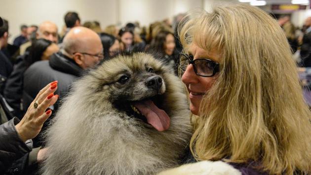 In Pics Puppies And Paws At Westminster Kennel Club Dog Show Hindustan Times