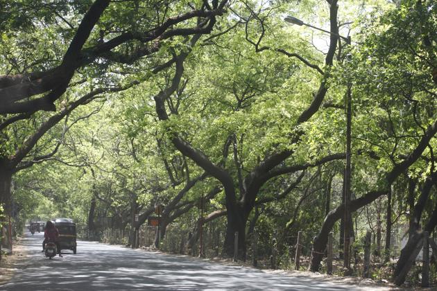 The Brihanmumbai Municipal Corporation said the information received through RTI is incorrect because they are yet to seek permission to cut trees at Aarey.(HT FILE)