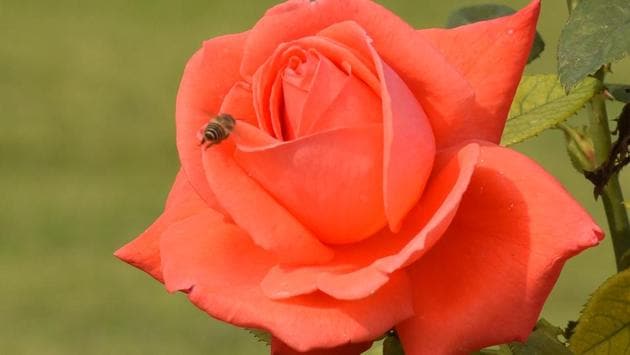 A blooming rose at the Rose Garden. (Sanjeev Sharma/HT Photo) 