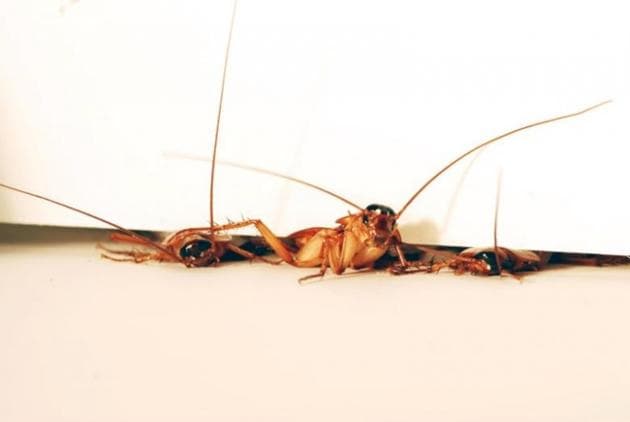 The Sands of Glenfield restaurant in Leicester in the east Midlands was shut on the spot when inspectors were tipped off by a member of the public and found dead and live cockroaches on its premises. (Reuters) The Sands of Glenfield restaurant in Leicester in the east Midlands was shut on the spot when inspectors were tipped off by a member of the public and found dead and live cockroaches on its premises. (Reuters)