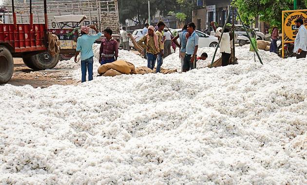 Cotton production gets boost, yield crosses last year's figure - Hindustan  Times