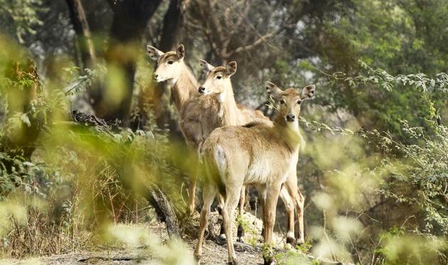 Environmentalists claimed the illegal settlements impede the sighting of birds and animals. (Sanjeev Verma/HT PHOTO) Environmentalists claimed the illegal settlements impede the sighting of birds and animals. (Sanjeev Verma/HT PHOTO)