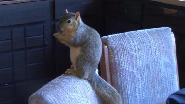 Pet squirrel Joey prevented a burglary attempt at his owner’s house in Idaho.(Youtube screengrab)