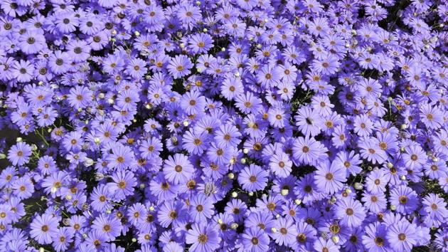Brachycom flowers on display. (Anmol Wahi/HT Photo)