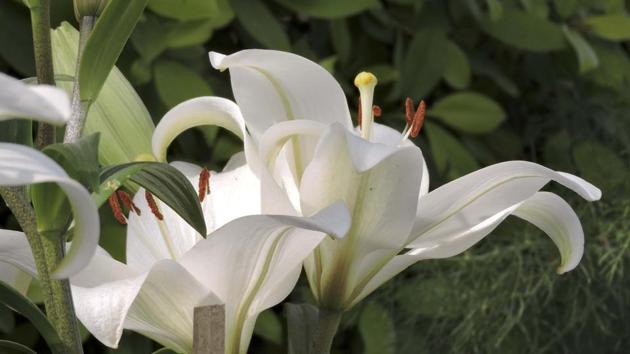 White Lilies at display. In recent times, garden tourism has become a niche concept that involves travel to botanical gardens and places famed in history of gardens. (Anmol Wahi/HT Photo)