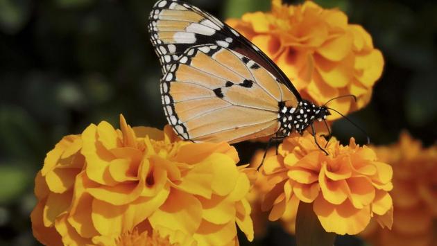 A butterfly visits a Marigold flower. The first day of the event saw participation from horticulture departments of 30 agencies. (Anmol Wahi/HT Photo)