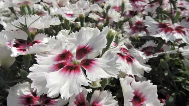 Carnations on display. A mini food festival, various adventure activities, workshops on disaster management, free ayurvedic consultancy and naturopathy, street play on Swachh Bharat, a band performance by Knight Shades are enthralling the visitors at the Garden of Five Senses in New Delhi. (Anmol Wahi/HT Photo)