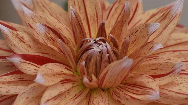 A Dahlia flower in partial bloom. The 30th Garden Tourism Festival was inaugurated in a colourful ceremony on Friday by water and tourism minister Kapil Mishra. (Ravi Choudhary/HT PHOTO)
