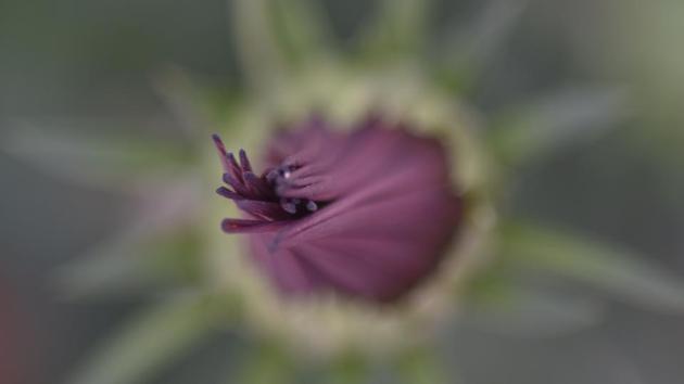 Terrariums, floral animals, potted plants, foliage, medicinal and herbal plants, hanging baskets, dahlia, roses and many more flowers have been put on display. (Ravi Choudhary/HT PHOTO)