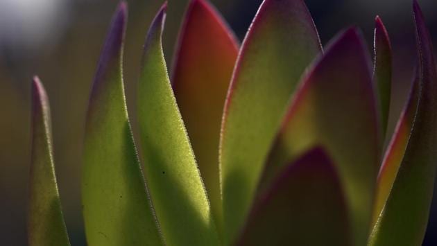 The festival is potentially a photographer’s delight, and the last of the winter light helps. (Ravi Choudhary/HT PHOTO)