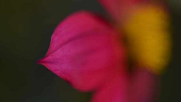 Over 500 varieties of plants can be seen at the festival. (Ravi Choudhary/HT PHOTO)
