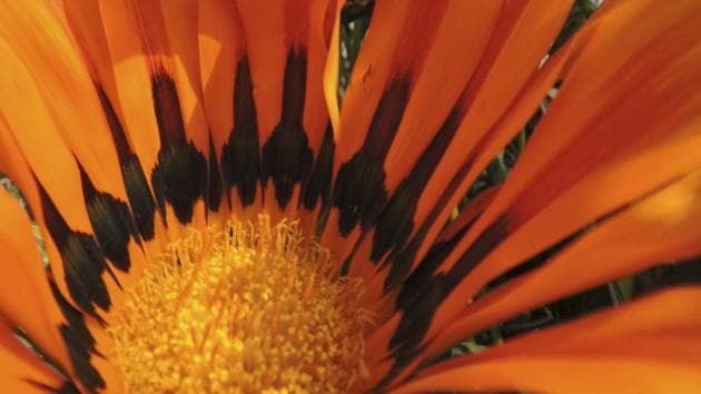 Gazania flowers. The highlight of this year’s festival is 3D street art. The 3D street painting produces three-dimensional impressions on a two-dimensional horizontal surface. (Anmol Wahi/HT Photo)