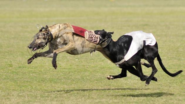Dog race in progress on the inaugural day of Kila Raipur Rural Sports Festival at village Kila Raipur in Ludhiana on Friday. (Gurminder Singh/HT Photo)