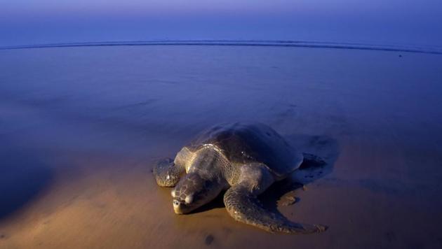 An Olive Ridley turtle arrives to lay her eggs on the sand at Rushikulya Beach, some 140 kilometres south-west of Bhubaneswar. Thousands of Olive Ridley sea turtles started to move ashore from India’s Bay of Bengal to lay their eggs in narrow beaches. (ASIT KUMAR / AFP) An Olive Ridley turtle arrives to lay her eggs on the sand at Rushikulya Beach, some 140 kilometres south-west of Bhubaneswar. Thousands of Olive Ridley sea turtles started to move ashore from India’s Bay of Bengal to lay their eggs in narrow beaches. (ASIT KUMAR / AFP)
