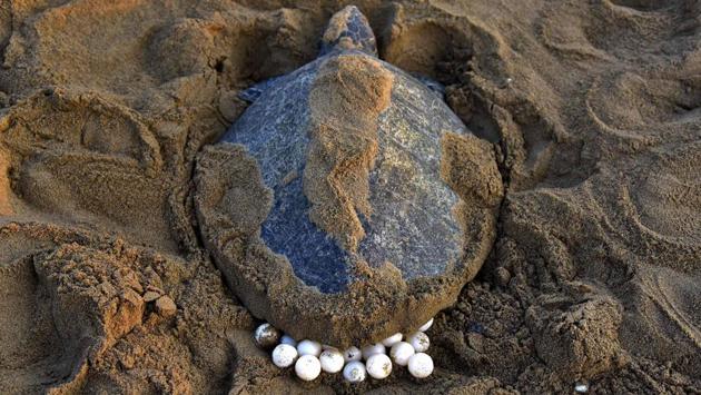 An Olive Ridley Turtle lays her eggs in the sand at Rushikulya Beach, some 140 kilometres south-west of Bhubaneswar. The beach is one of the three mass nesting sites in the state, followed by the coasts of Mexico and Costa Rica. (ASIT KUMAR / AFP) An Olive Ridley Turtle lays her eggs in the sand at Rushikulya Beach, some 140 kilometres south-west of Bhubaneswar. The beach is one of the three mass nesting sites in the state, followed by the coasts of Mexico and Costa Rica. (ASIT KUMAR / AFP)