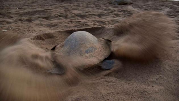 A turtle digs a hollow in the sand as she prepares to lay her eggs at Rushikulya Beach. Also known as the Pacific Ridley sea turtle, or by its Latin name, Lepidochelys Olivacea, these turtles are best known for their behaviour of synchronised nesting in great numbers. (ASIT KUMAR / AFP) A turtle digs a hollow in the sand as she prepares to lay her eggs at Rushikulya Beach. Also known as the Pacific Ridley sea turtle, or by its Latin name, Lepidochelys Olivacea, these turtles are best known for their behaviour of synchronised nesting in great numbers. (ASIT KUMAR / AFP)