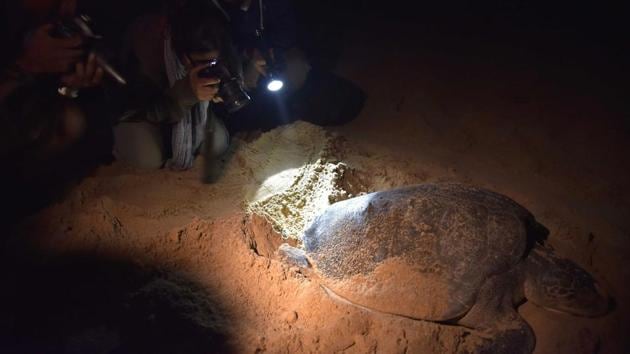 Tourists take photographs of an Olive Ridley turtle. Turtle enthusiasts visit the beach to take a close look at the entire cycle of turtles arriving, laying eggs and then leaving. (ASIT KUMAR / AFP) Tourists take photographs of an Olive Ridley turtle. Turtle enthusiasts visit the beach to take a close look at the entire cycle of turtles arriving, laying eggs and then leaving. (ASIT KUMAR / AFP)