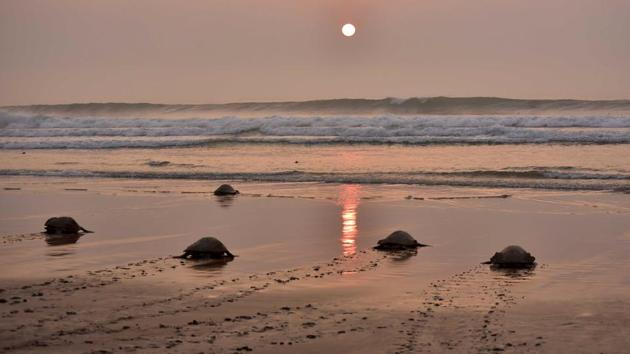 After laying the eggs, the turtles return to the sea. On an average, the turtles lay 110 eggs in a nest, and average between 2 to 8 nests per season. (ASIT KUMAR / AFP) After laying the eggs, the turtles return to the sea. On an average, the turtles lay 110 eggs in a nest, and average between 2 to 8 nests per season. (ASIT KUMAR / AFP)