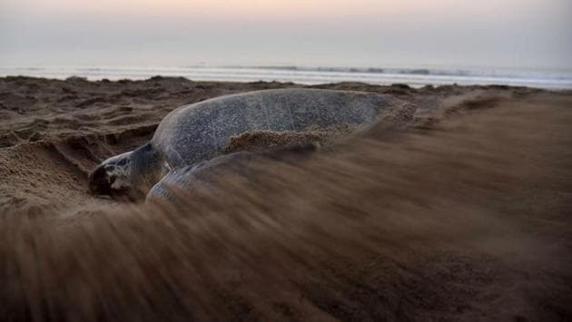 Despite being one of the most abundant species of turtles, the Olive Ridley turtles are still listed as endangered due to the continual threat to their existence. (ASIT KUMAR / AFP) Despite being one of the most abundant species of turtles, the Olive Ridley turtles are still listed as endangered due to the continual threat to their existence. (ASIT KUMAR / AFP)