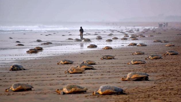 Animal rights organisations and the government patrol the beaches to ensure that the turtles are protected from dogs, jackals, jungle cats and hyenas who try to attack the nests. T (ASIT KUMAR / AFP) Animal rights organisations and the government patrol the beaches to ensure that the turtles are protected from dogs, jackals, jungle cats and hyenas who try to attack the nests. T (ASIT KUMAR / AFP)