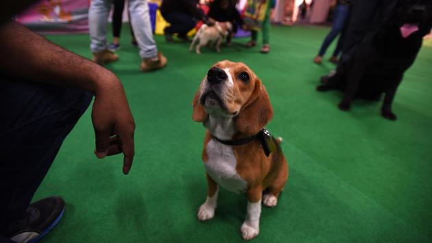 Ellie, the beagle, during the 9th India International Pet Trade Fair in Noida on Friday.(Virendra Singh Gosain/HT PHOTO)