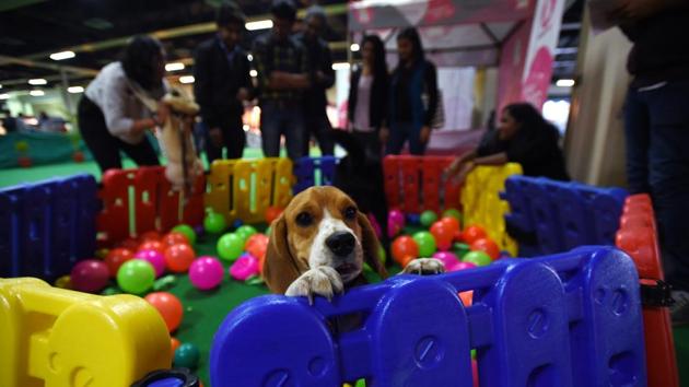 A dog enjoys himself in a play area set up for animals at the 9th India International Pet Trade Fair in Noida on Friday. (Virendra Singh Gosain/HT PHOTO) A dog enjoys himself in a play area set up for animals at the 9th India International Pet Trade Fair in Noida on Friday. (Virendra Singh Gosain/HT PHOTO)