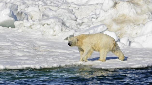 A polar bear in Chukchi Sea of Alaska. (AP File Photo) A polar bear in Chukchi Sea of Alaska. (AP File Photo)