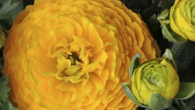 Yellow Bulbous Flower. Visitors were mesmerized by the melody of Oshin Bhatia and her ghazals during Sham-e-Ghazal organised by Urdu Academy (Anmol Wahi/HT Photo)