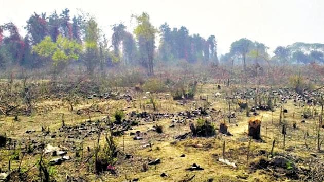 Environmentalists said the indiscriminate felling of trees shows the unbridled power wielded by the land mafia. (HT PHOTO) Environmentalists said the indiscriminate felling of trees shows the unbridled power wielded by the land mafia. (HT PHOTO)