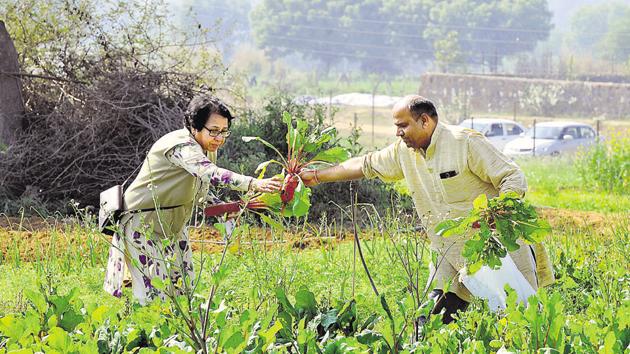 Executives said working in the field with their families has helped them reconnect with nature.(Parveen Kumar/HT Photo) Executives said working in the field with their families has helped them reconnect with nature.(Parveen Kumar/HT Photo)