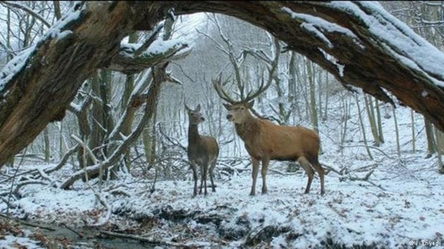 A tender love story set in a slaughterhouse, Hungary’s On Body and Soul, won the Golden Bear top prize Saturday at the Berlin film festival. A tender love story set in a slaughterhouse, Hungary’s On Body and Soul, won the Golden Bear top prize Saturday at the Berlin film festival.