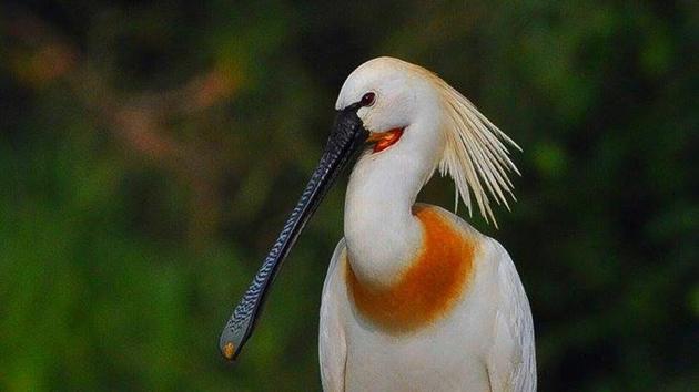 A male Eurasian spoonbill in breeding plumage. (NAGA MUTHU) A male Eurasian spoonbill in breeding plumage. (NAGA MUTHU)
