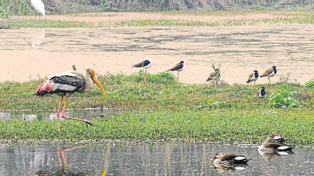 The Surajpur wetland is a haven for migratory birds.(Burhaan Kinu/HT File)