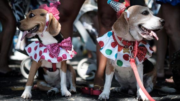 Hundreds of decked-out dogs - and a few brave cats - got in on the Carnival fun at Rio de Janeiro’s annual pet-friendly parade. (Yasuyoshi CHIBA / AFP)