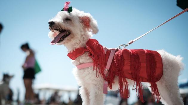 Several canines wore tiny tutus, a few were dolled up like Snow White . (Yasuyoshi CHIBA / AFP)