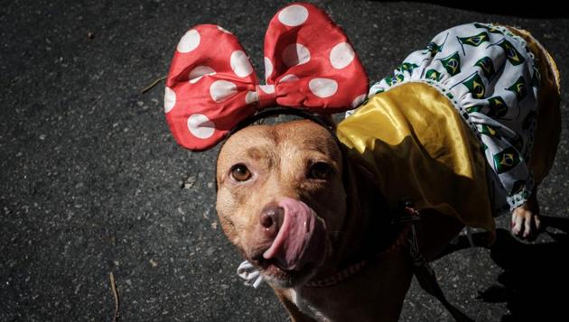 Dogs in costumes take over at Rio Carnival street party