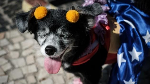 A dog dressed in costume is seen during the Rio Dog Carnival. (Yasuyoshi CHIBA / AFP)