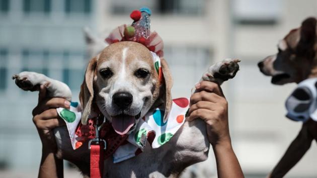 A reveller holds her dog dressed in costume, during the Rio Dog Carnival. (Yasuyoshi CHIBA / AFP)