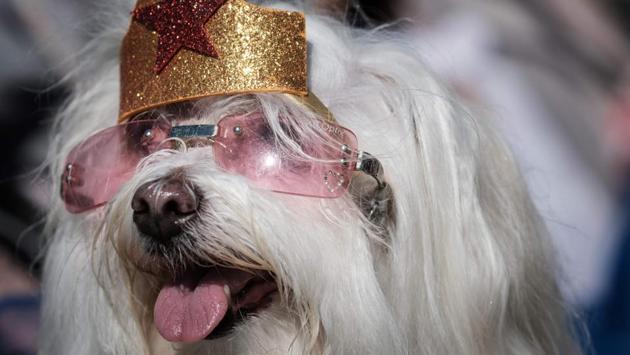A dog clad in pink glasses prepares to march in the pet-friendly parade that precedes the annual Brazil Carnival (Yasuyoshi CHIBA / AFP)