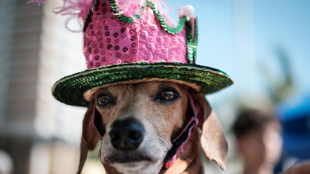 A dog dressed in costume is seen during the Rio Dog Carnival, known as the Blocao – with "bloco" meaning street party and "cao" dog, during pre-carnival celebrations at Copacabana beach in Rio de Janeiro,. (Yasuyoshi CHIBA / AFP)