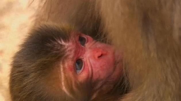 The Takagoyama Nature Zoo in the city of Futtsu in Chiba prefecture east of Tokyo, housed 164 simians which it believed were all pure Japanese macaques. (File photo) The Takagoyama Nature Zoo in the city of Futtsu in Chiba prefecture east of Tokyo, housed 164 simians which it believed were all pure Japanese macaques. (File photo)