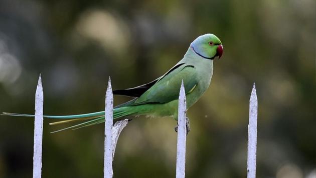 A parrot. The bird race is open to all and those wishing to participate in the race, scheduled for February 25, should count the birds in their area and upload the details on eBird website. (Sanjeev Verma/HT Photo) A parrot. The bird race is open to all and those wishing to participate in the race, scheduled for February 25, should count the birds in their area and upload the details on eBird website. (Sanjeev Verma/HT Photo)
