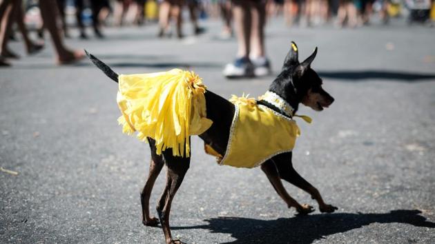 Odd costumes took centre stage as hundreds of dogs got in on the fun in Rio de Janeiro. (Yasuyoshi CHIBA / AFP)