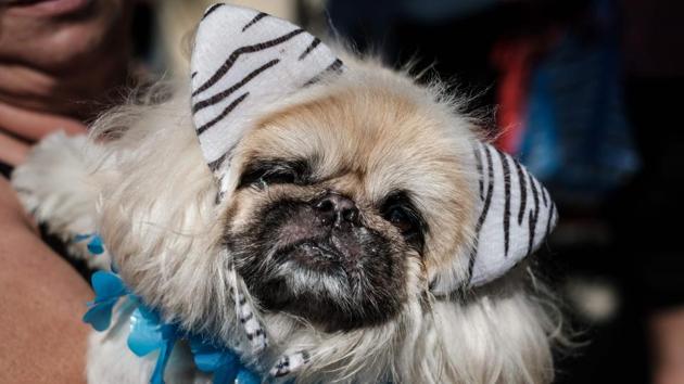 A reveller holds her dog dressed in costume, during the Rio Dog Carnival. (Yasuyoshi CHIBA / AFP)