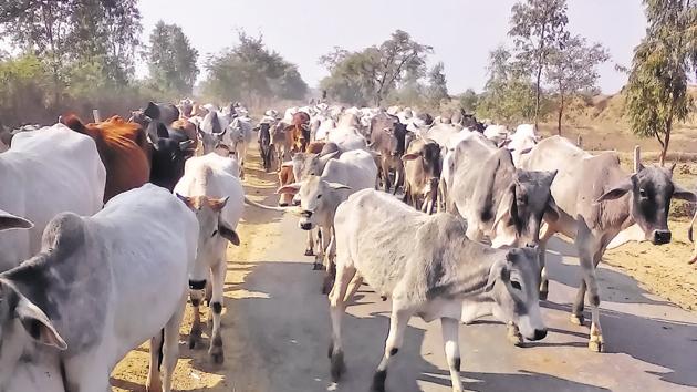 Bundelkhand: On the horns of a bovine intervention - Hindustan Times