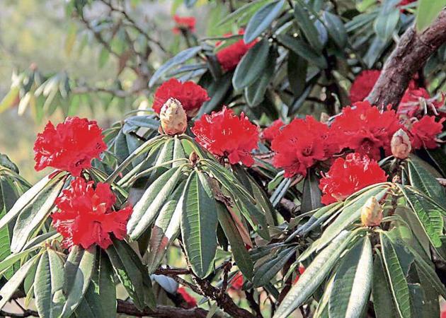 Rise in temperature is one of the main reasons for early blooming of rhododendron. (HT Photo) Rise in temperature is one of the main reasons for early blooming of rhododendron. (HT Photo)