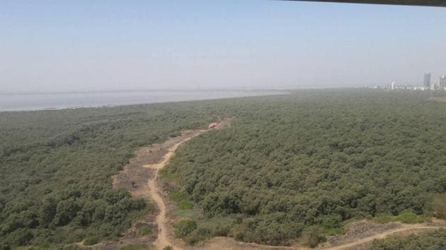 The stretch of mangroves along the Palm Beach Road that the RAWW alleged has been destroyed. (HT PHOTO) The stretch of mangroves along the Palm Beach Road that the RAWW alleged has been destroyed. (HT PHOTO)